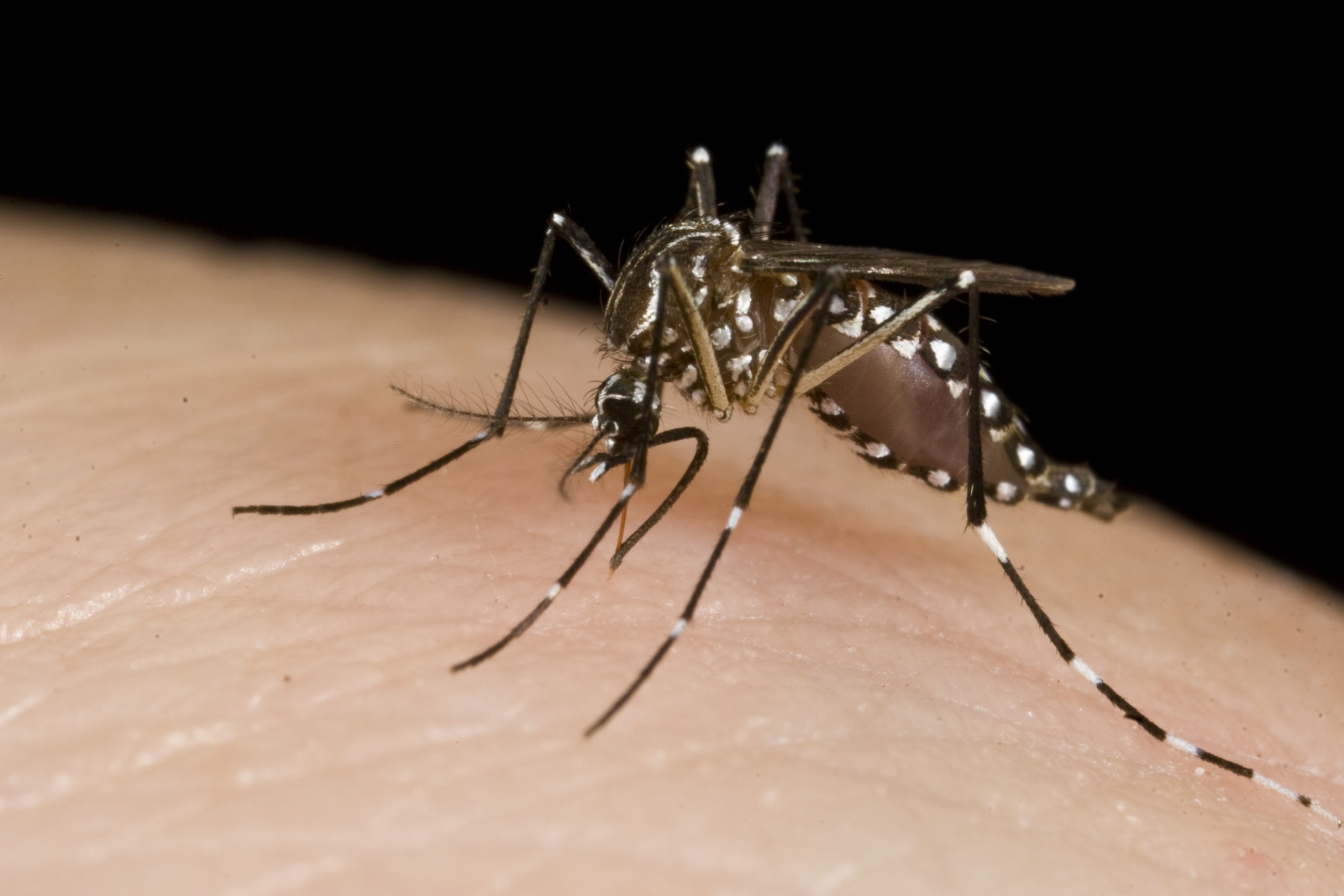Is It A Good Idea To Eradicate Mosquitoes?