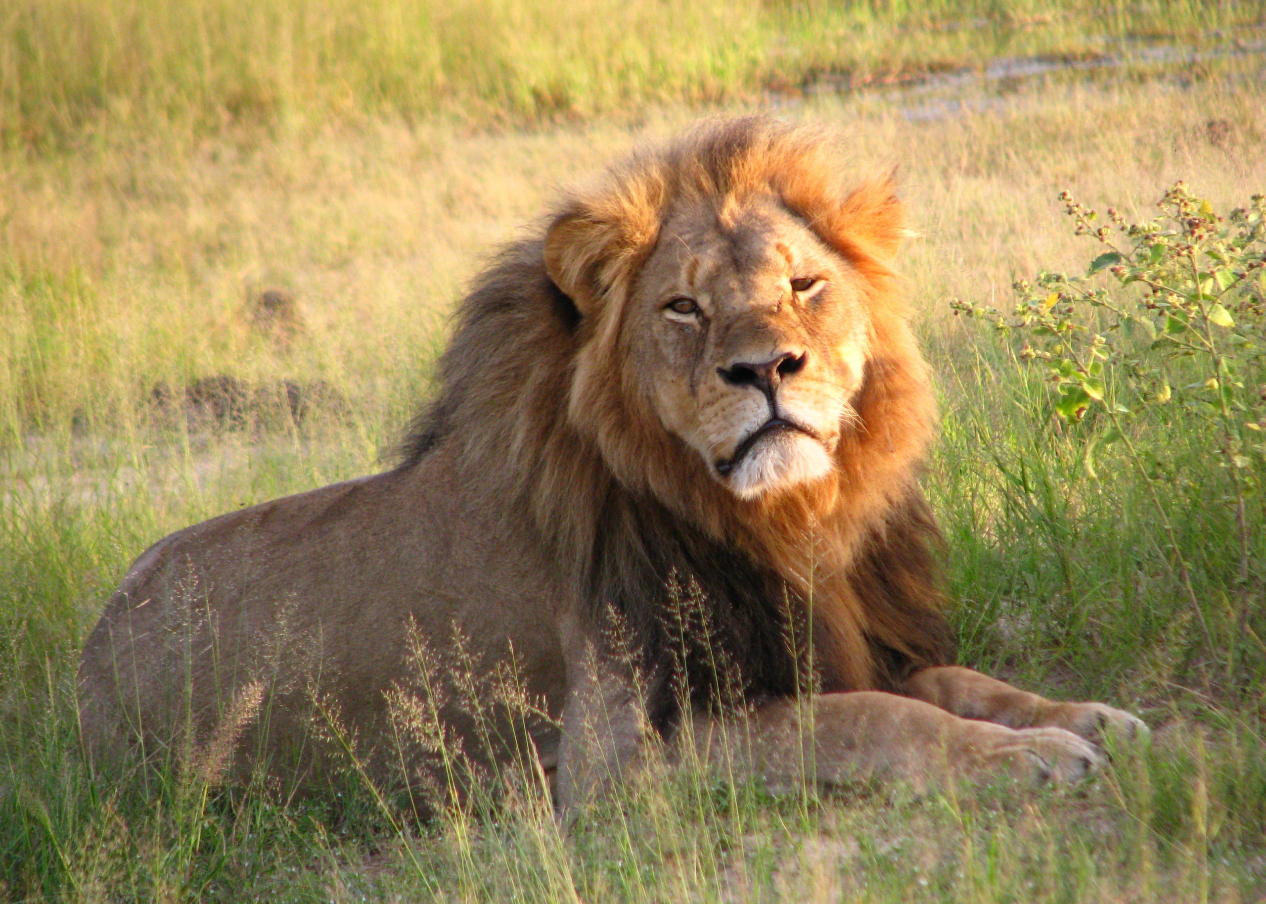 Why Do You Care About Cecil The Lion?